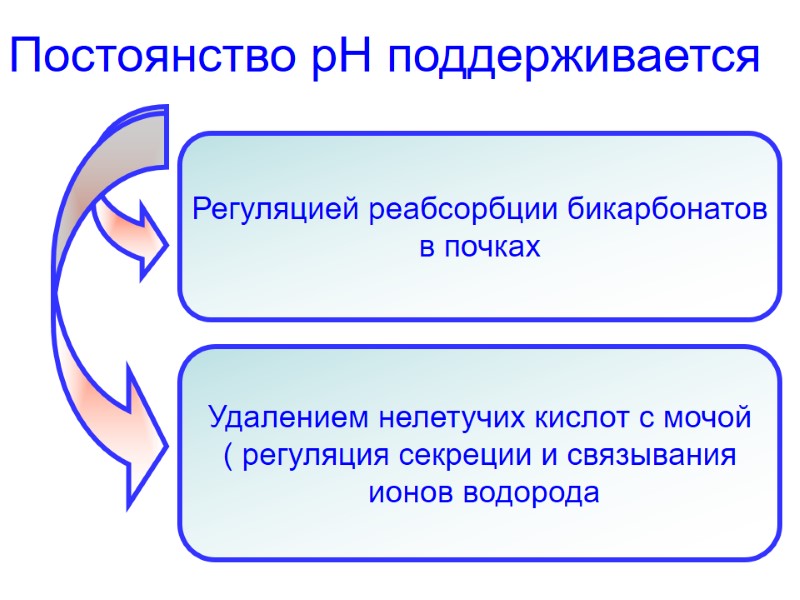 Постоянство рН поддерживается Регуляцией реабсорбции бикарбонатов в почках Удалением нелетучих кислот с мочой (